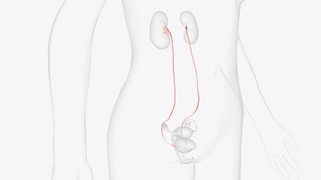 Схема мочевого пузыря