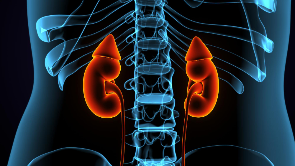 Почки схематично