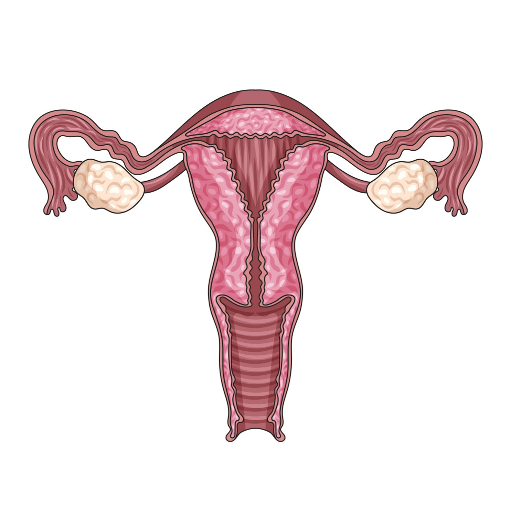 Репродуктивная система женщины в менопаузе