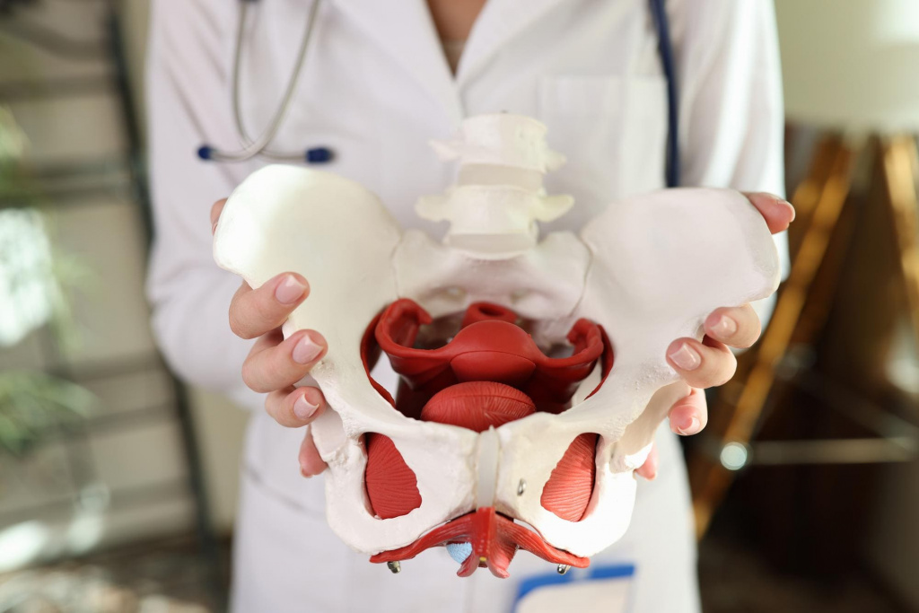 Органы малого таза